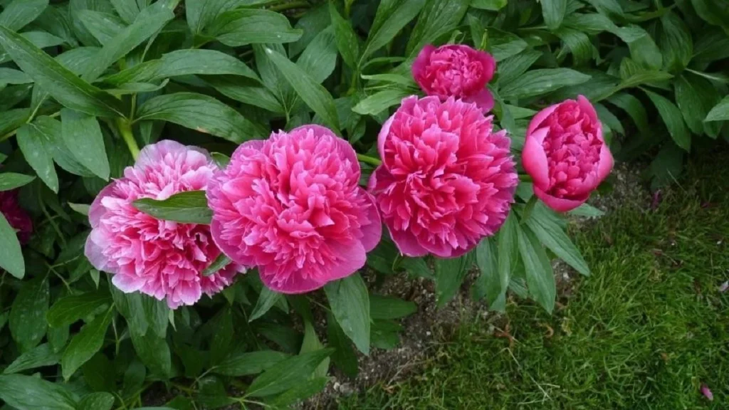 Коли можна пересаджувати піони