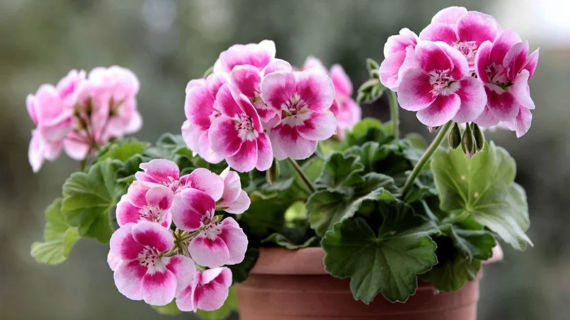 Герань догляд