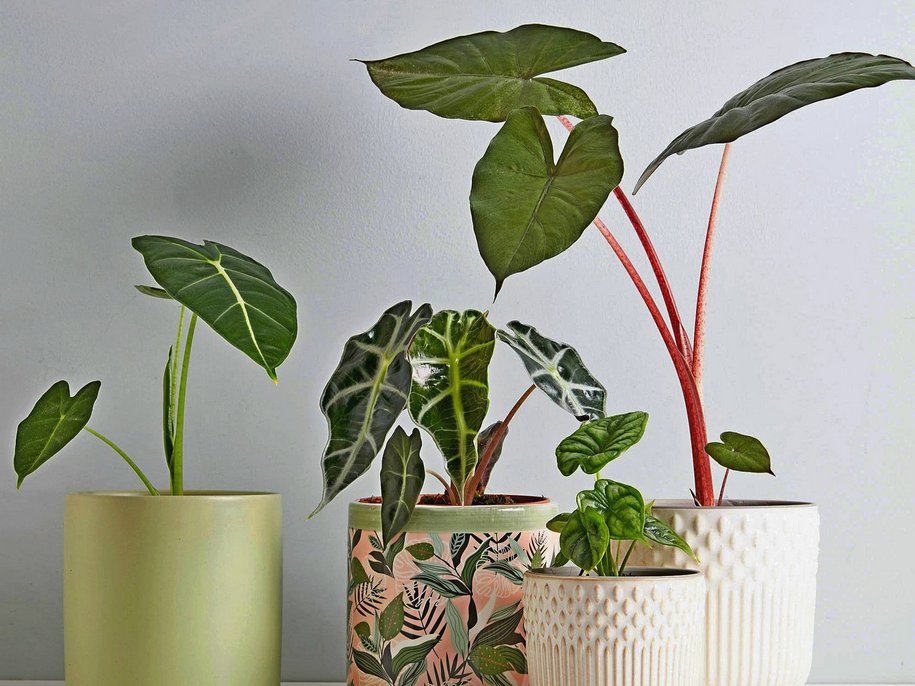 Ґрунт і добрива — що любить алоказія?