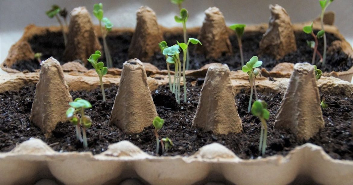 Посівний календар на 2026 рік