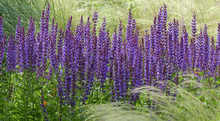 Шалфей лікувальний