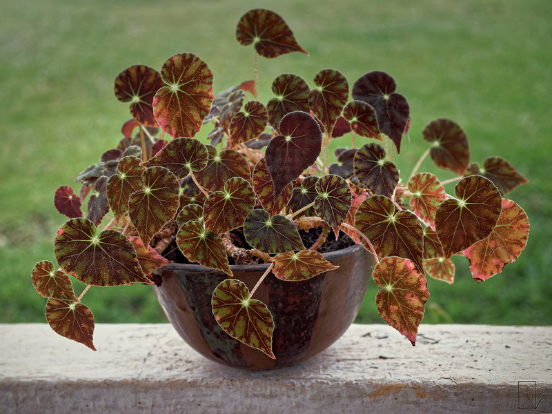 Богенія королівська догляд