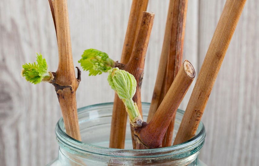 Укорінитель для черенків