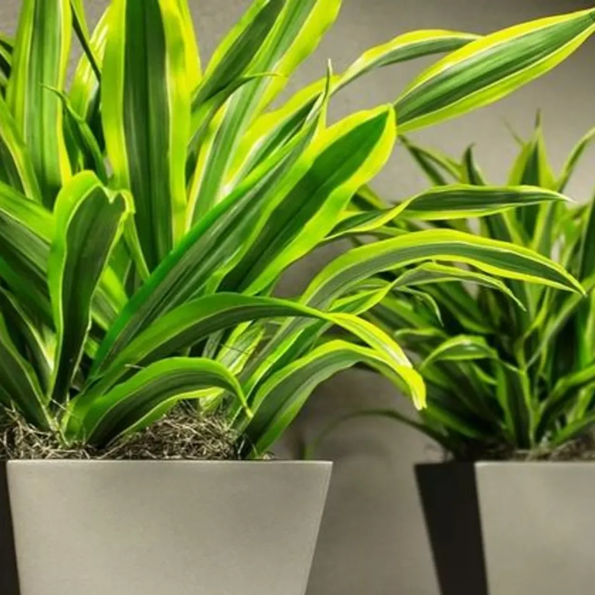 Драцена догляд