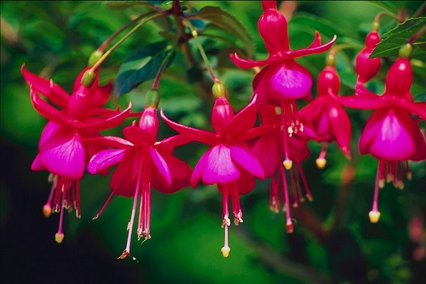 Фуксія догляд