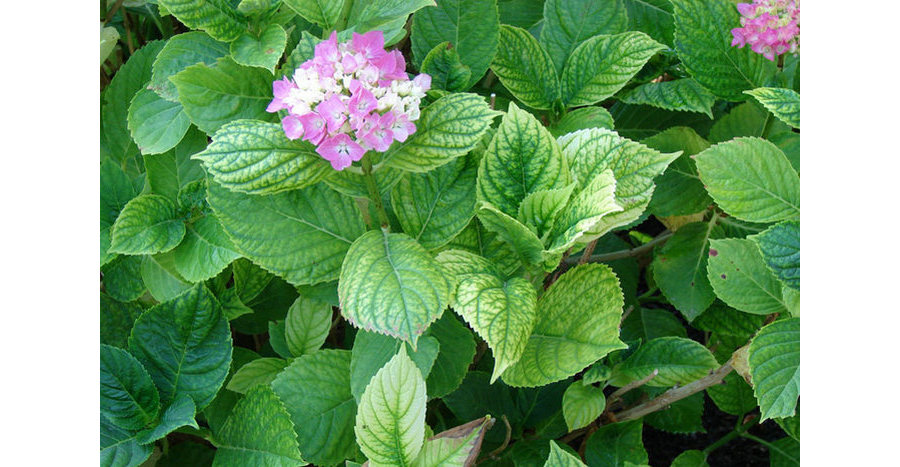 Хлороз гортензії фото