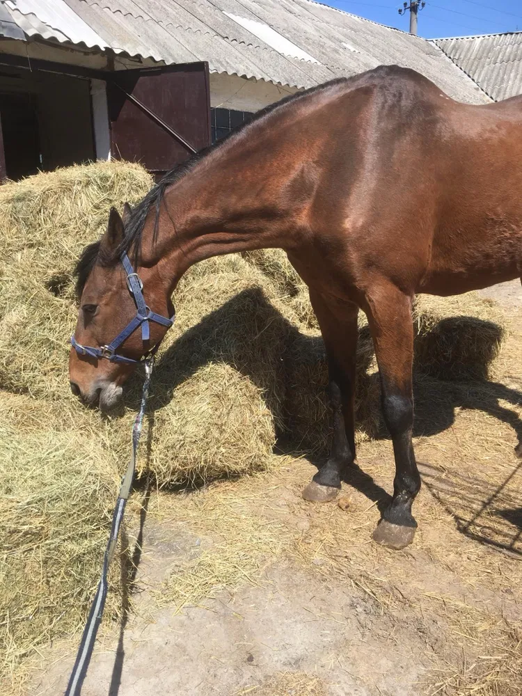 Кінський гній плюси та мінуси