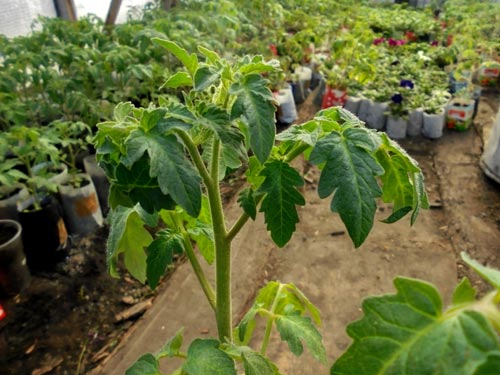 Монофосфат калію для томатів