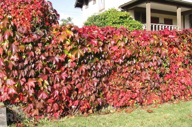 Плетисті рослини для забору