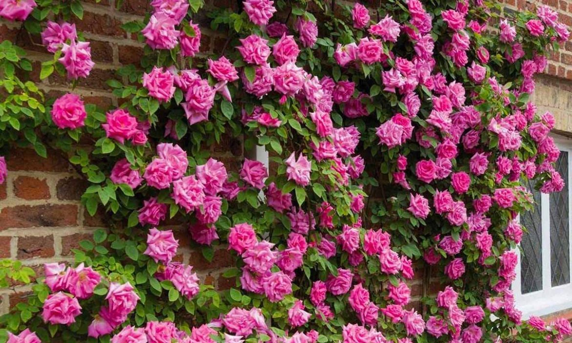 Плетисті рослини