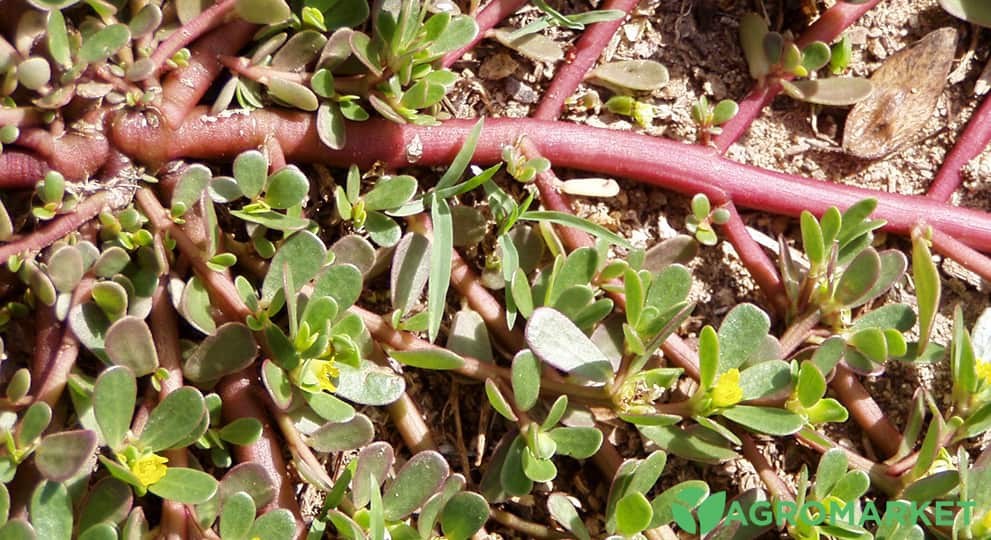 Чим небезпечний портулак