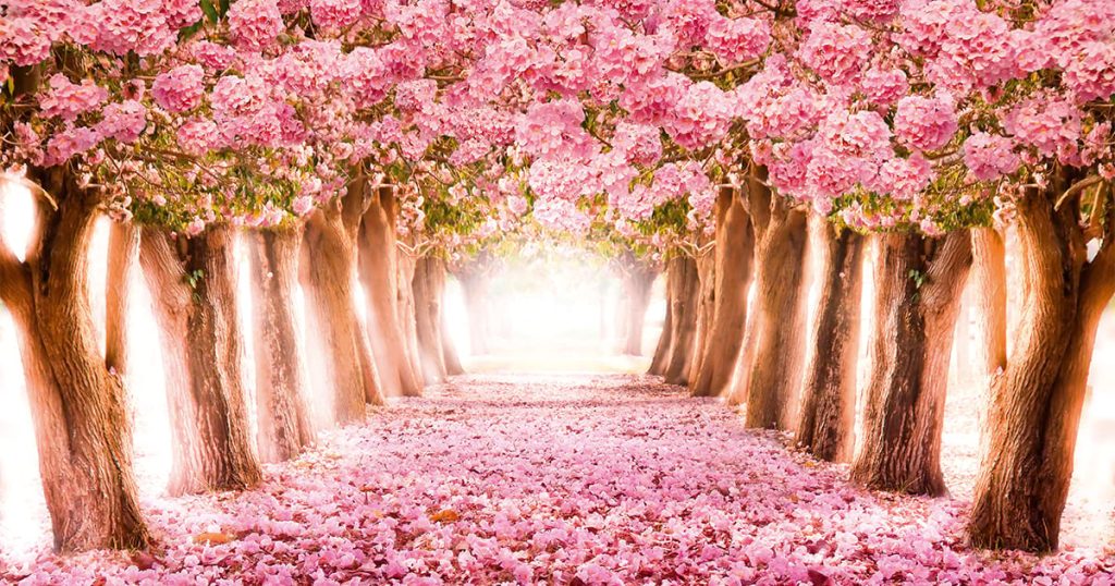 Квітучі дерева