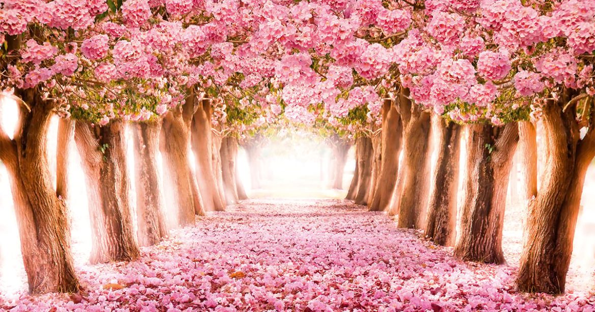Квітучі дерева
