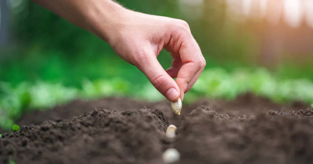 Що сіяти у березні 2026: овочі та зелень