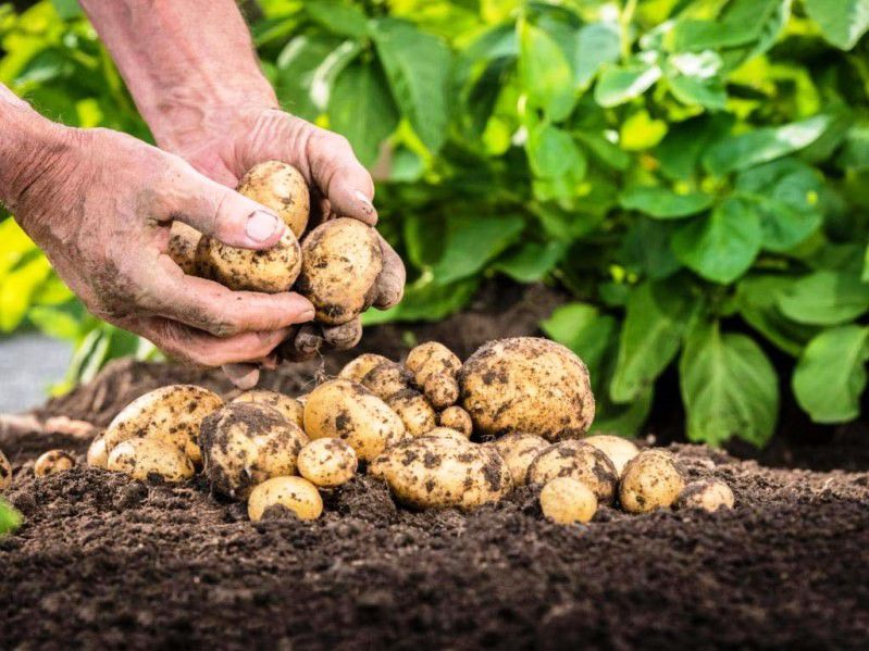 добрива для картоплі при посадці